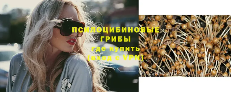 blacksprut   где найти наркотики  Зверево  Псилоцибиновые грибы Psilocybe 